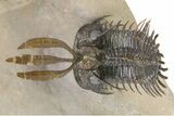 Trident Walliserops Trilobite - Exceptional Preparation #317774-4
